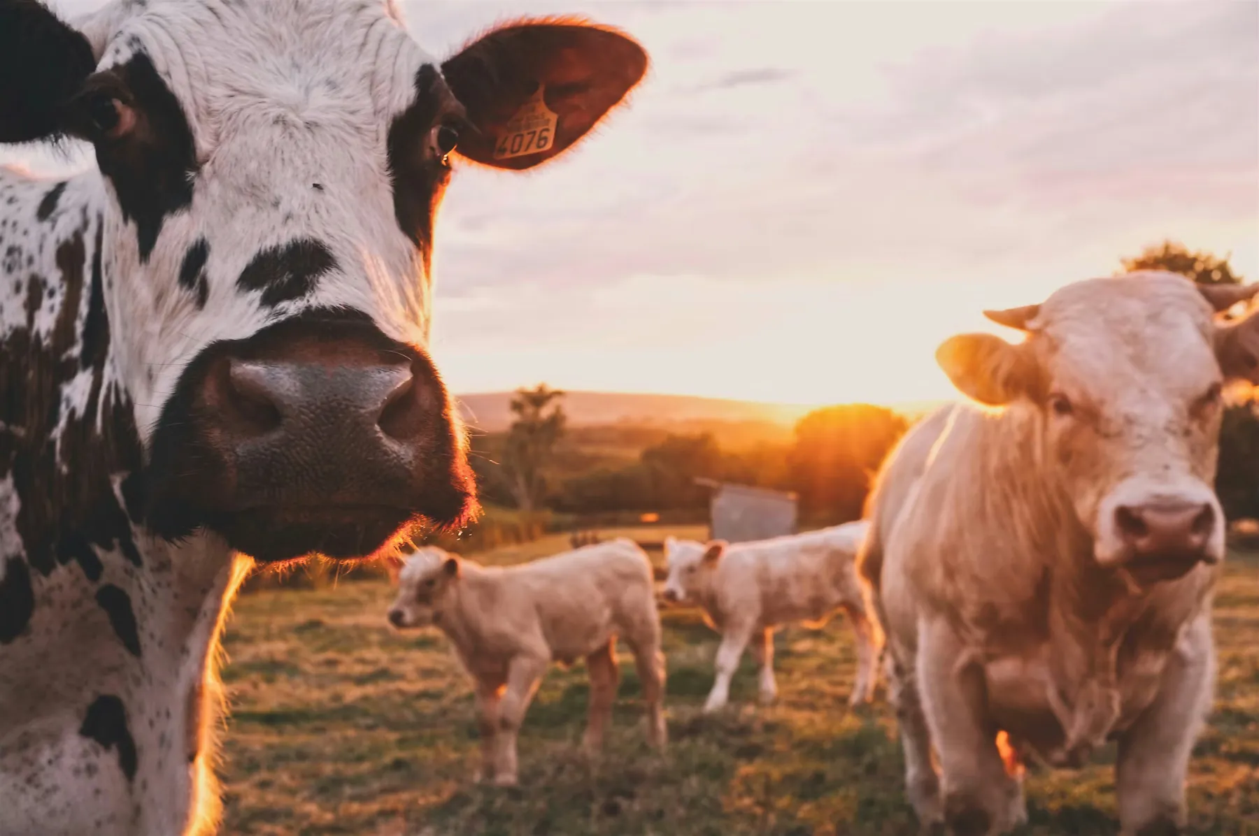 Livestock show operations with agricultural event registration workflow